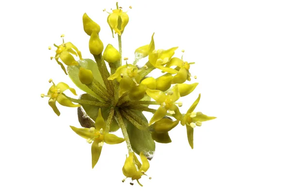 Cereja Corneliana florescente, Fechar — Fotografia de Stock