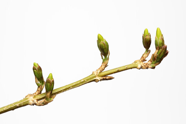 Forsythia Buds