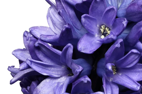 Blue Hyacinth - Closeup — Stock Photo, Image