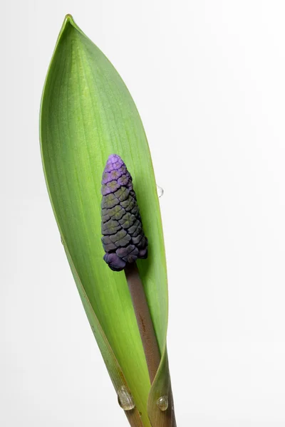 Druivenmost hyacint - muscari watereppe — Stockfoto