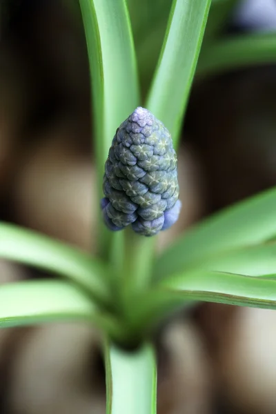 Modřenec hroznatý - Modřenec latifolium v zahradě — Stock fotografie