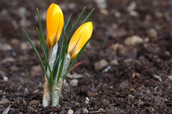 stock image Blooming crocus flowers