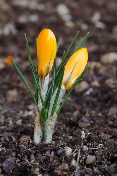 Blooming crocus flowers — Stock Photo, Image