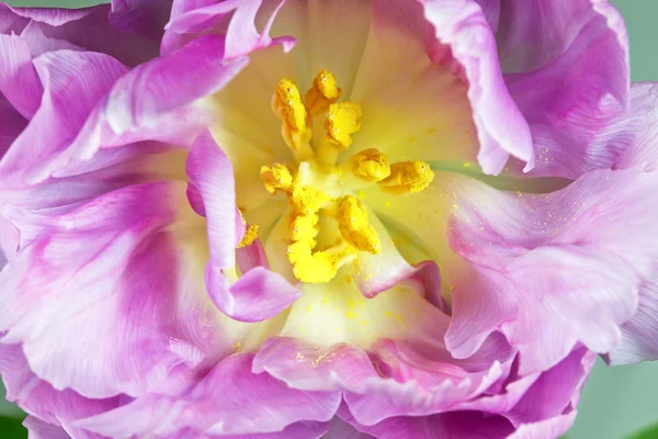 Tulipán closeup — Stock fotografie