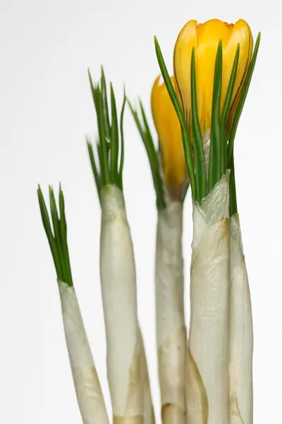 Crocus nyíló virágok — Stock Fotó