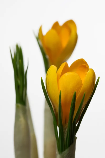 Цветущие цветы крокуса — стоковое фото