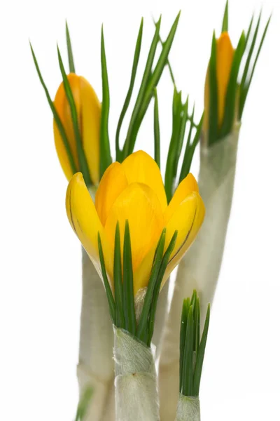 Kwiaty kwitnący krokus — Zdjęcie stockowe