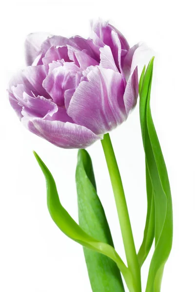Tulipan zbliżenie, na białym tle — Zdjęcie stockowe