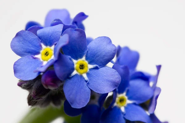 Olvídame no flor —  Fotos de Stock
