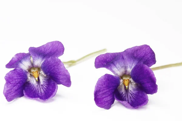 Paarse viooltjes, geïsoleerd — Stockfoto