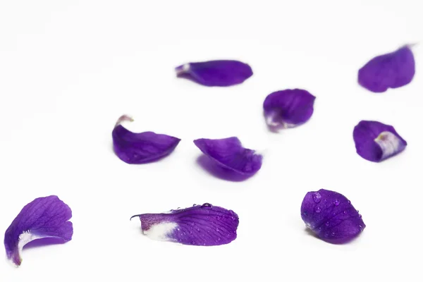 stock image Purple Violets, isolated