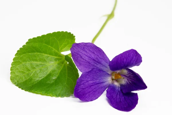 Purple Violets, isolated — Stock Photo, Image