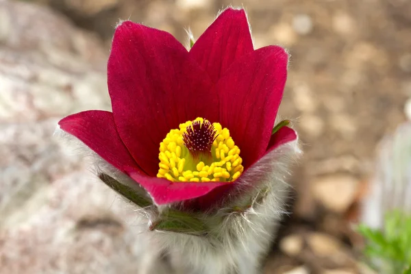 Fleurs de Pasqueflower - Gros plan — Photo