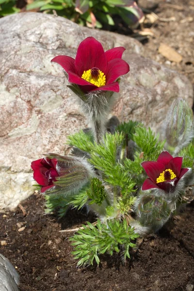 Blooming Pasqueflower - Closeup — Stock Photo, Image