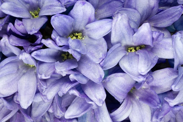 Giacinto blu - Primo piano — Foto Stock