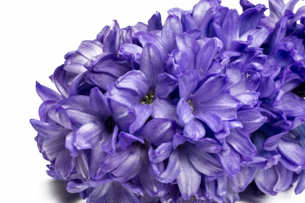 Blue Hyacinth - Closeup — Stock Photo, Image