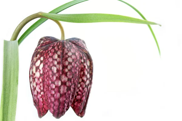 stock image Checkered Lily – Snake’s head