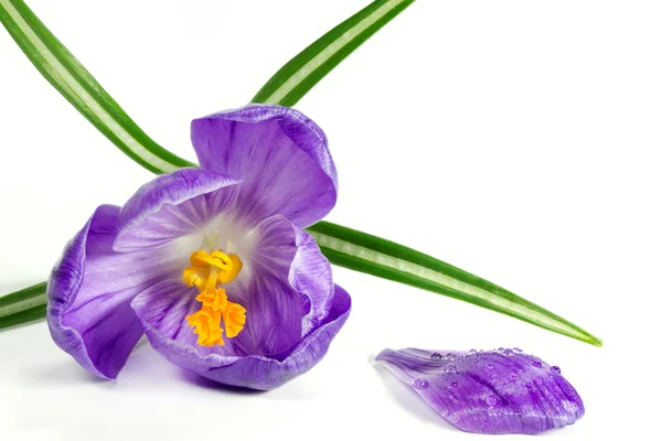 Jeden květ crocus stativus — Stock fotografie