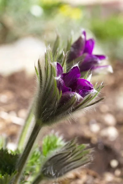 Kvetoucí pasqueflower - detail — Stock fotografie