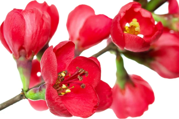 stock image Japanese quince - Chaenomeles