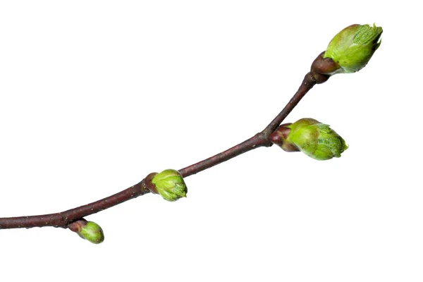Rama de primavera de un árbol de cal — Foto de Stock
