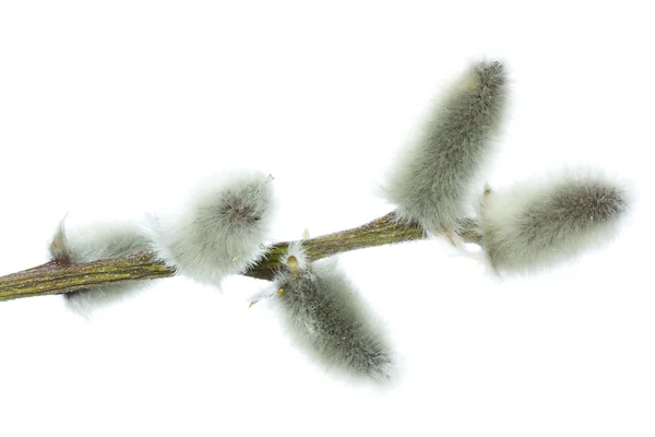 Pussy Willow Branch on White Background — Stock Photo, Image