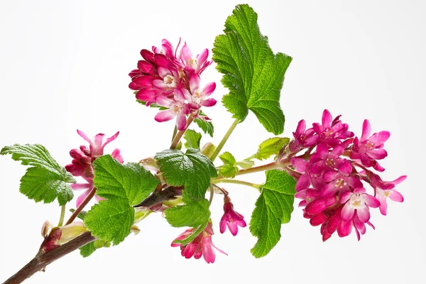 Ribes Sanguineum virágok — Stock Fotó