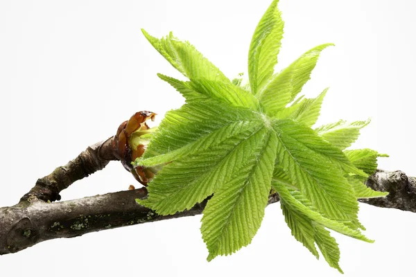 Buds and spring leaves of a chestnut tree (Aesculus hippocastanum) — Stock Photo, Image