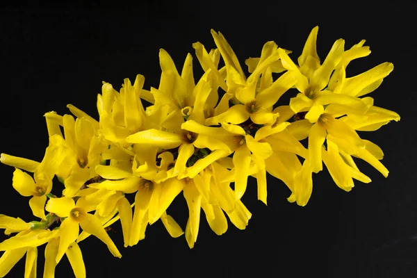 Virágzó forsythia — Stock Fotó