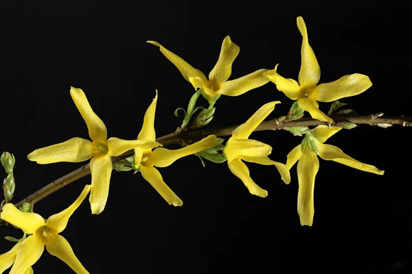 Blooming Forsythia — Stock Photo, Image