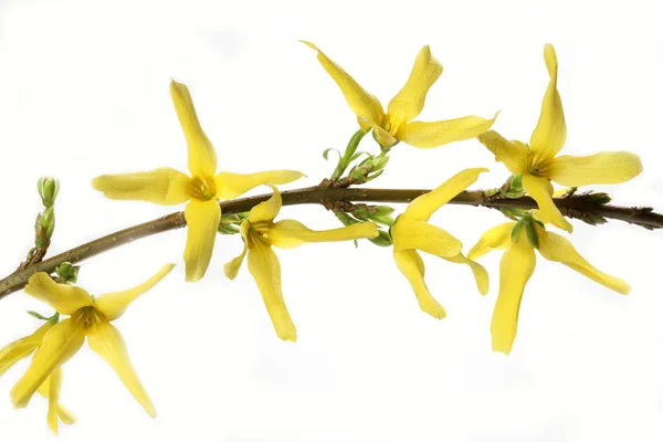 Bloeiende forsythia — Stockfoto