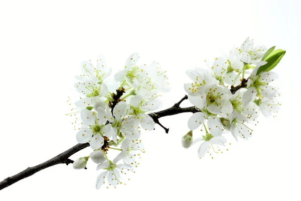 Fioriture di una prugna di Ciliegio o Myrobalan (Prunus cerasifera ) — Foto Stock