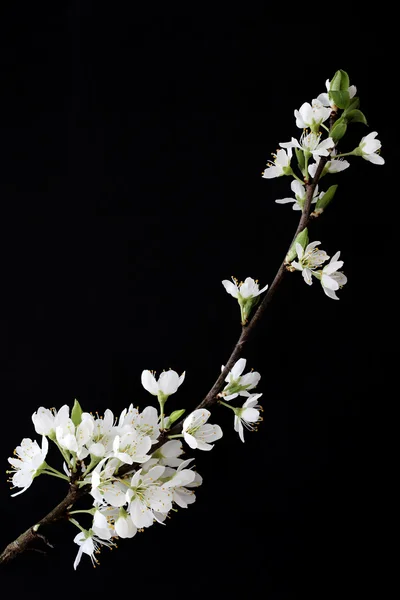 Blossoms of a Cherry plum or Myrobalan (Prunus cerasifera) — Stock Photo, Image