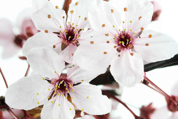 Blooming Cherry Plum or Myrobalan — Stock Photo, Image