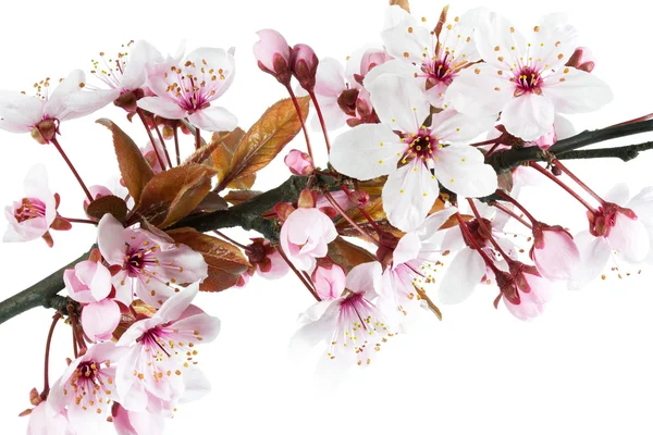 Blühende Kirschpflaume oder Myrobalan — Stockfoto