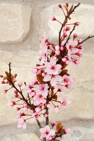 Kwitnące śliwy wiśniowe lub myrobalan — Zdjęcie stockowe
