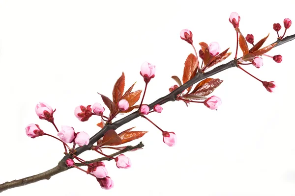 Fiore di prugna di ciliegio o mirobalano — Foto Stock