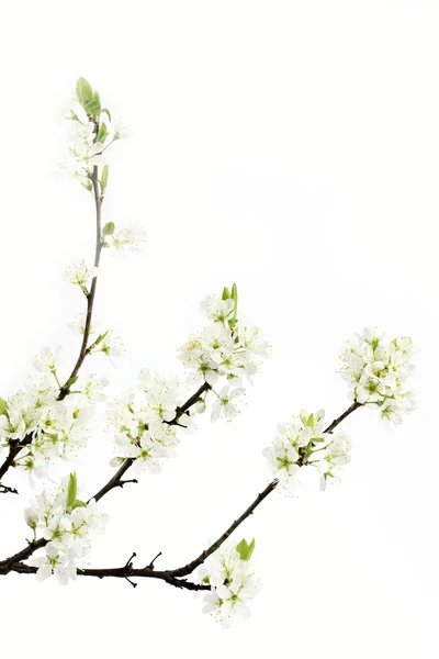 Květy myrobalán nebo matouskarel (Prunus cerasifera) — Stock fotografie