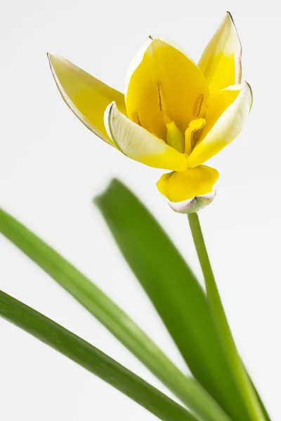 Tulipa Diminutiva (Tulipa tarda ) — Fotografia de Stock