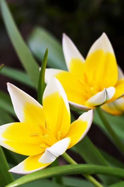 Зменшувальне тюльпан (Tulipa tarda) — стокове фото
