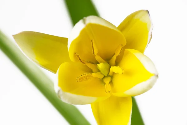 Tulipán diminutivo (Tulipa tarda ) —  Fotos de Stock