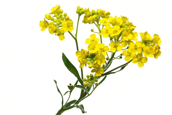 Złoty kwiat kwiaty (Smagliczka skalna) — Zdjęcie stockowe