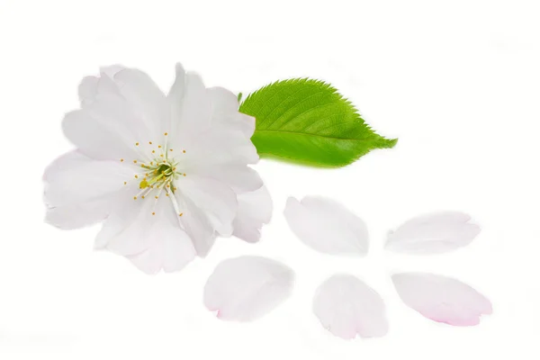벚꽃 (벚나무 영예) — 스톡 사진