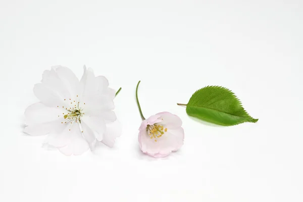 Cherry Blossoms (Prunus Accolade) — Stock Photo, Image