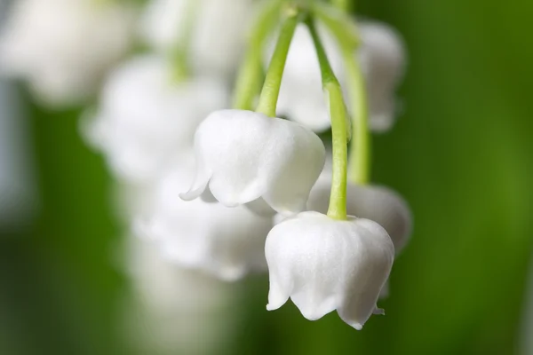 Lily av den valey (Convallaria majalis) — Stockfoto
