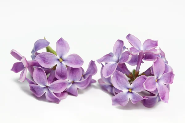 stock image Lilac flowers closeup