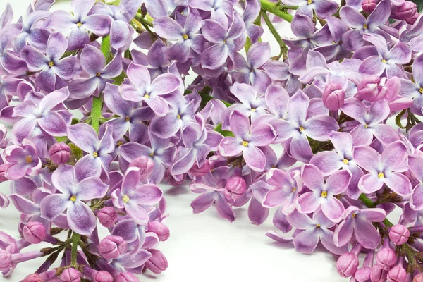 Lilac flowers closeup — Stock Photo, Image