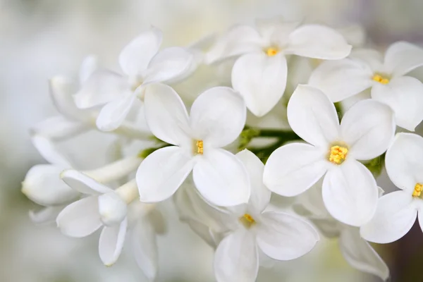 Eflatun çiçekler portre — Stok fotoğraf