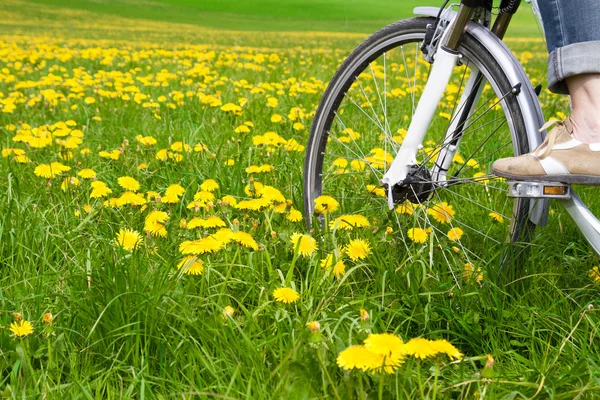 stock image Spring meadow with blooming dandelion (Taraxacum)