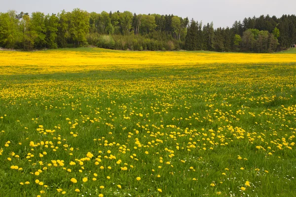 피 민들레 (민들레와 봄 풀밭) — 스톡 사진